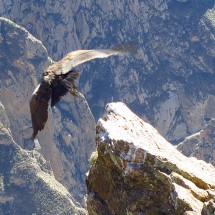 Taking off Condor IV